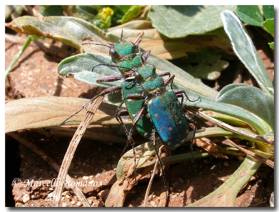 Coppia di Cicindela campestris siculorum